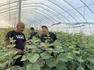 濉溪县南坪镇：果蔬种植集体农户双增收