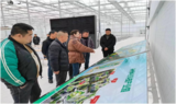 怀宁石牌：组织参观学习蔬菜种植技术