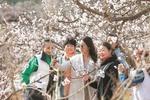 淮北相山区：2024黄里杏花文化旅游节即将开幕