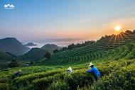 尝一口春天的味道！丹寨“茗卓”春茶即将上市 